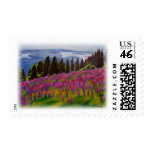 'Ukraine' Postage Stamps