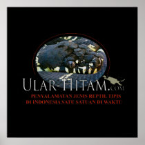 ularhitamlogo Boelens python shirt Poster