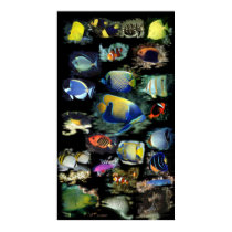 Ultimate Reef Fish Poster posters