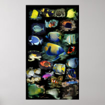 Ultimate Reef Fish Poster posters