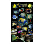 Ultimate ReefFish Colossal Size Poster