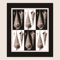 Ultra Elegant Seashell Poster Fornasetti Inspired posters