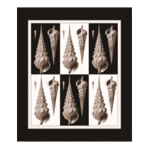 Ultra Elegant Seashell Poster Fornasetti Inspired posters
