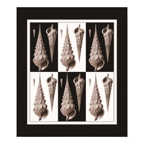 Elegant Seashell Poster - Beach Cottage Decor!