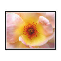 Ultra Flower postcards by mattwind Ultra Flower postcards