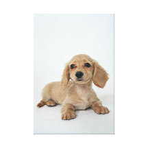 Ultra Sprouting Small Dog  Stretched Canvas Print