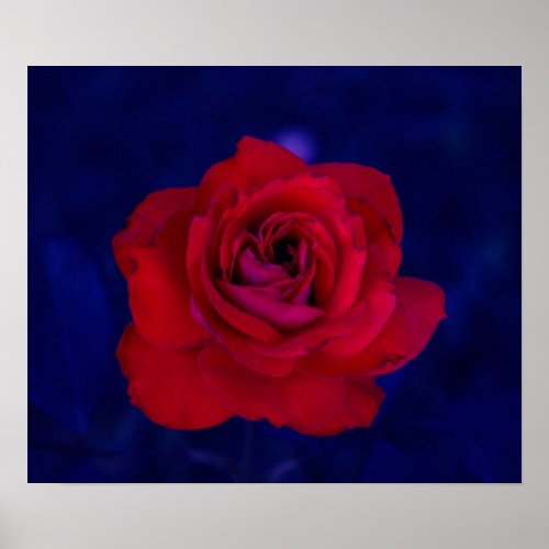 Ultraviolet Rose Print print