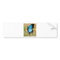 Ulysses Butterfly bumper stickers