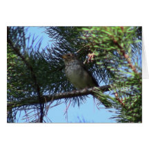 Umatilla National Forest  Fauna Birds Aves Animals Card