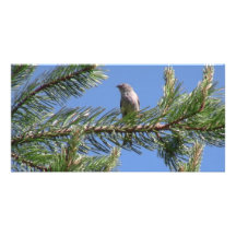 Umatilla National Forest  Fauna Birds Aves Animals Picture Card