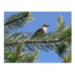 Umatilla National Forest  Fauna Birds Aves Animals Post Card