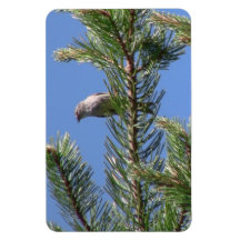 Umatilla National Forest  Fauna Birds Aves Animals Rectangular Magnet