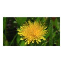 Umatilla Oregon Flora Flowers Plants Botany Picture Card