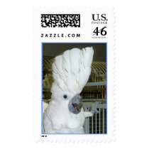 Umbrella Cockatoo (Large) postage by scarletsfeathers Umbrella Cockatoo (Large) postage