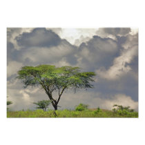 Umbrella Thorn Acacia, Acacia tortilis, and 2