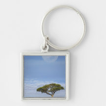 Umbrella Thorn Acacia, Acacia tortilis, and Keychains