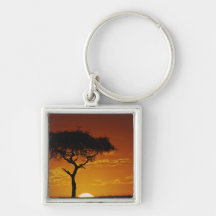 Umbrella Thorn Acacia, Acacia tortilis, Keychain