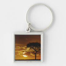 Umbrella Thorn Acacia, Acacia tortilis, Keychain