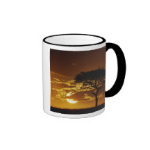 Umbrella Thorn Acacia, Acacia tortilis, Mug