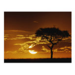 Umbrella Thorn Acacia, Acacia tortilis, Postcard