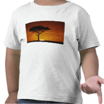 Umbrella Thorn Acacia, Acacia tortilis, Tees