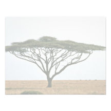 Umbrella Thorn Acacia Tree Announcements