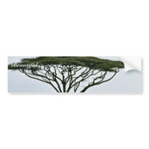 Umbrella Thorn Acacia Tree bumper stickers by animalpark Umbrella Thorn Acacia Tree bumper stickers