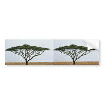Umbrella Thorn Acacia Tree bumper stickers by animalpark Umbrella Thorn Acacia Tree bumper stickers