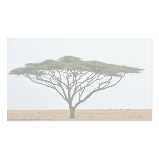 Umbrella Thorn Acacia Tree Business Cards (back side)