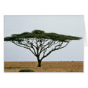 Umbrella Thorn Acacia Tree cards
