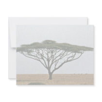 Umbrella Thorn Acacia Tree Announcements