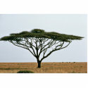Umbrella Thorn Acacia Tree photo sculptures