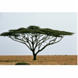 Umbrella Thorn Acacia Tree Cut Outs
