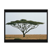 Umbrella Thorn Acacia Tree Post Cards