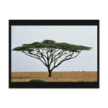 Umbrella Thorn Acacia Tree postcards