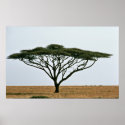 Umbrella Thorn Acacia Tree posters