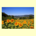 Umbrian Countryside - Italy Print posters