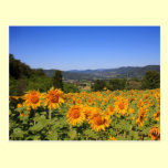 Umbrian Countryside Postcard postcards