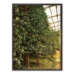 Un árbol de limón, Limone, Garda, lago de, vintag  Postal