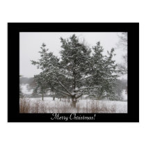Un árbol en invierno tarjetas postales