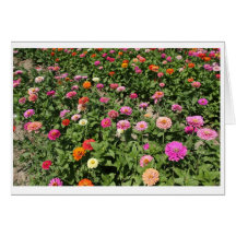 Un campo de Zinnias Tarjetón