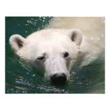Un oso polar apenas que se enfría anuncios  