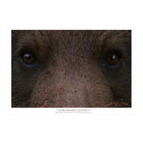 UNBEARABLE BEAUTY (Grizzly Bear) ~ Art Prints by RavenSpiritPrints UNBEARABLE BEAUTY (Grizzly Bear) ~ Art Prints