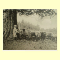 Uncle Bart and the Sheep postcards