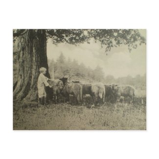 Uncle Bart and the Sheep postcard