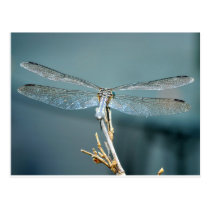 Uncommonly Beautiful postcard (dragonfly) postcards