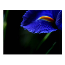 Uncommonly Beautiful postcard (iris) postcards