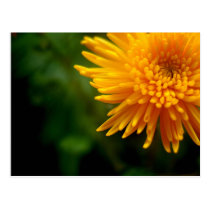 Uncommonly Beautiful postcard (mum) postcards