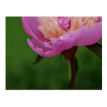Uncommonly Beautiful postcard (peony) postcards