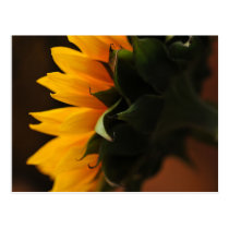 Uncommonly Beautiful postcard (sunflower) postcards